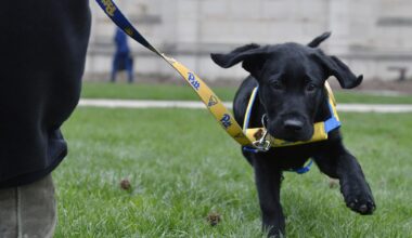 ‘The perfect balance’: Pitt students find companionship through pets