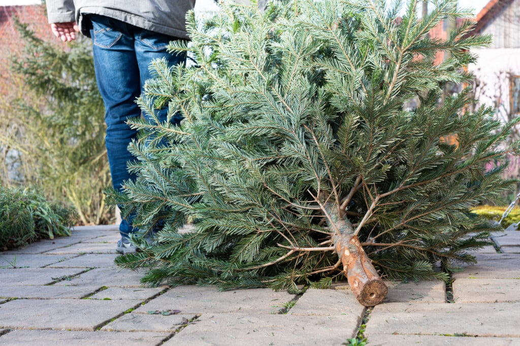 The,legs,of,a,man,pulling,the,old,christmas,tree