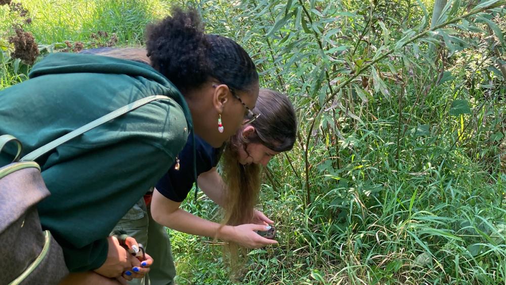 City Nature Challenge programs in Berks combine nature observation and art