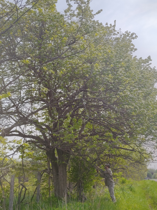 A green leafy hawthorn tree
