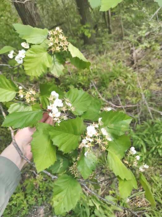 Large spiky leaves and white flowers