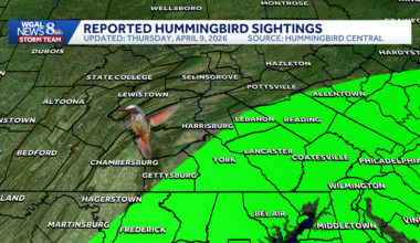 Hummingbirds are returning to south-central Pennsylvania