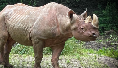 Pittsburgh Zoo mourns death of beloved rhinoceros Jomo