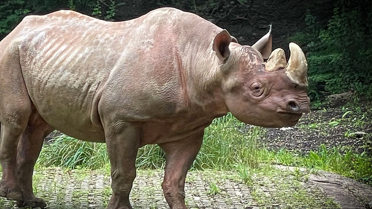 Pittsburgh Zoo mourns death of beloved rhinoceros Jomo