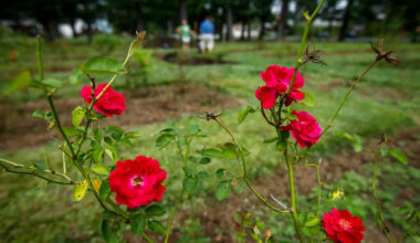 Yahoo lifestyle home