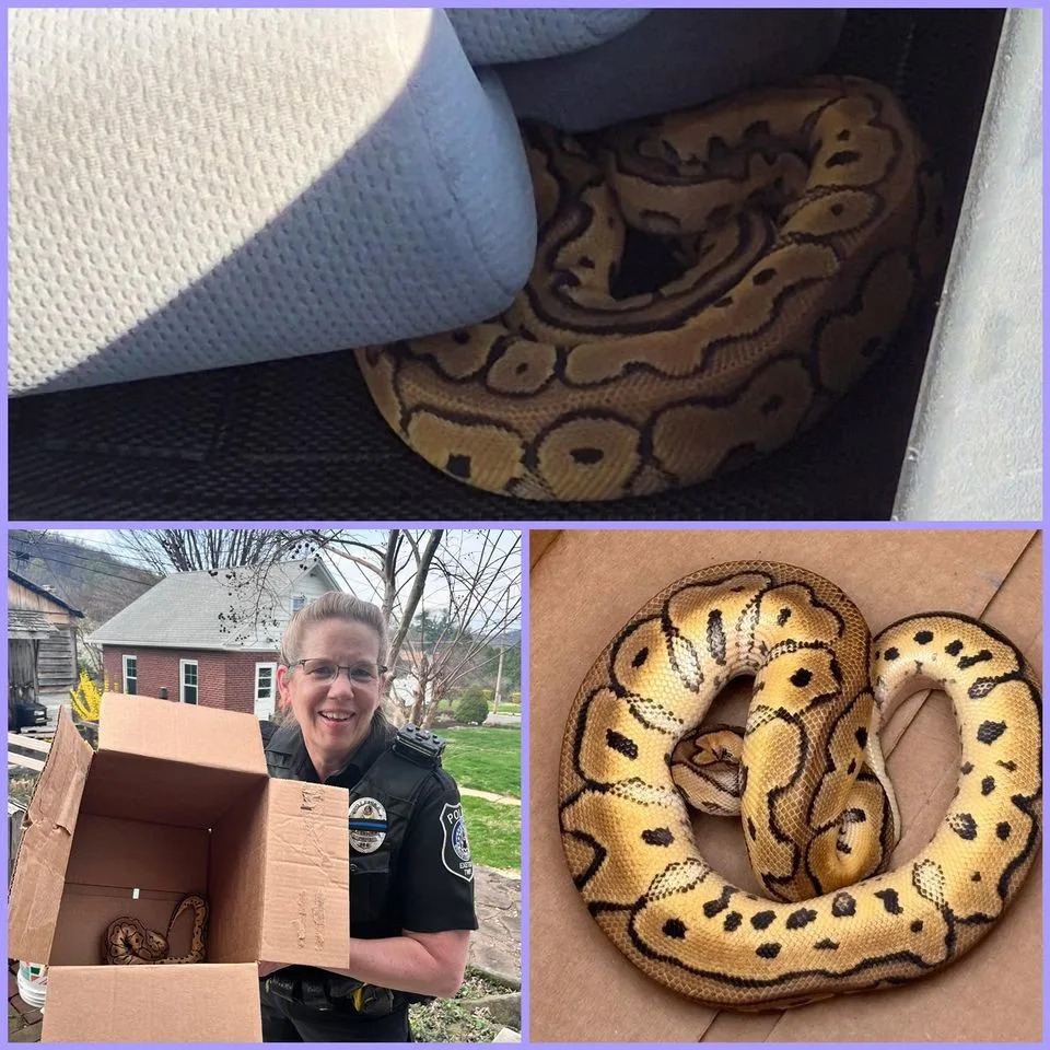 The ball python retrieved by an Exeter Township Police Department officialCredit: Exeter Township Police Department/Facebook