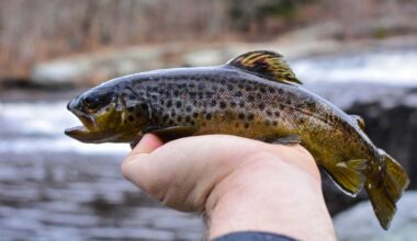 Trout season begins Saturday in Pennsylvania