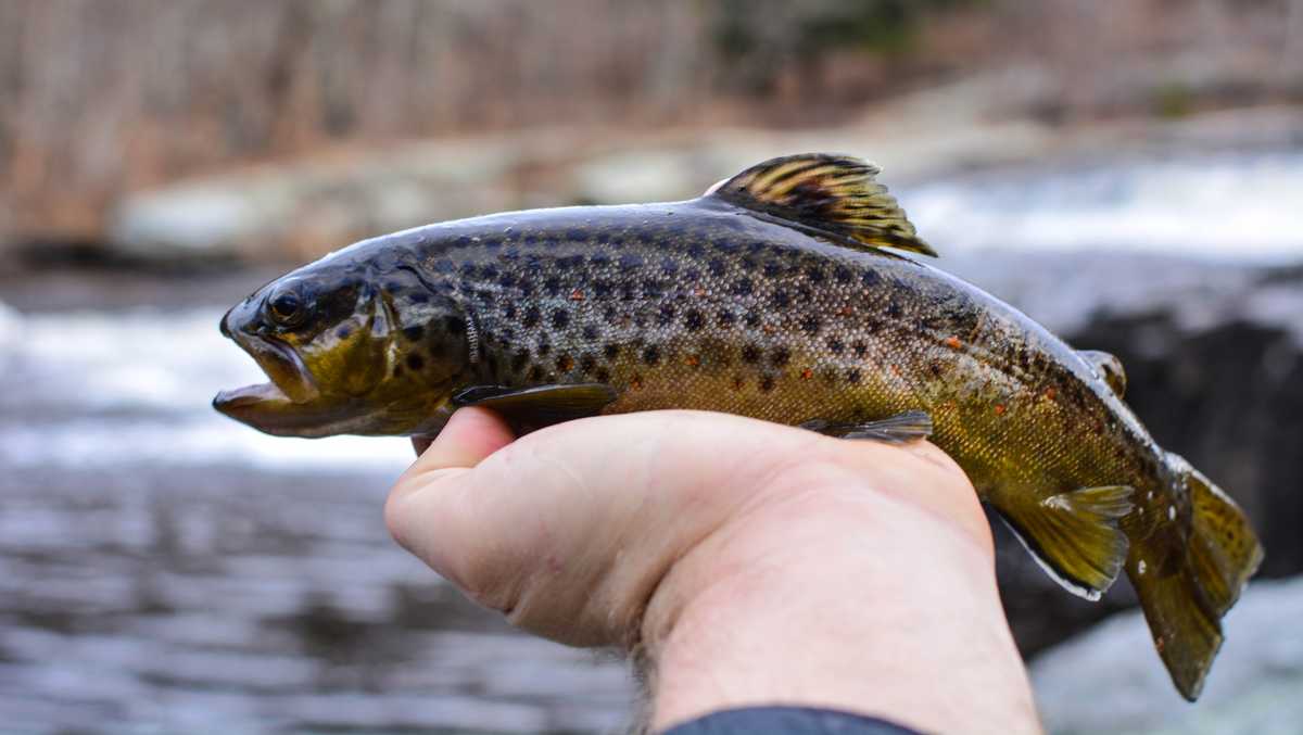 Trout season begins Saturday in Pennsylvania