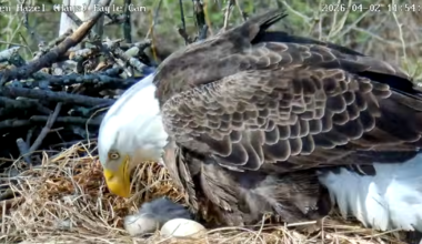 Eaglet hatches in Pittsburgh's beloved bald eagle nest