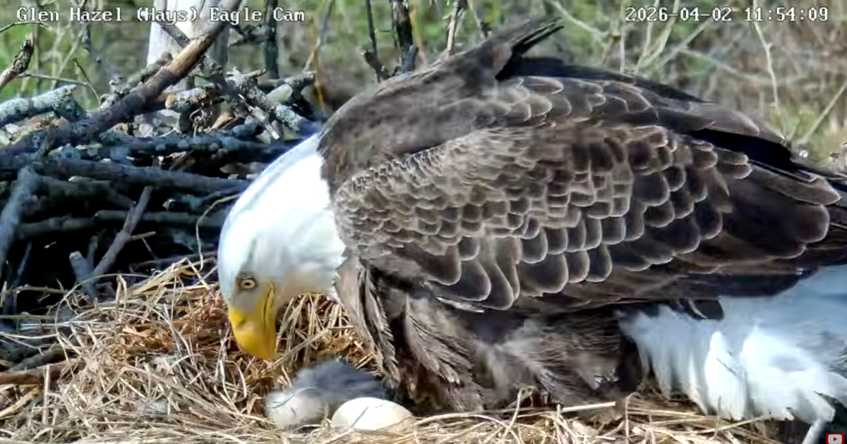glen-hays-eaglet.png