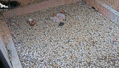 3 peregrine falcon chicks hatch in Cathedral of Learning nest – WPXI