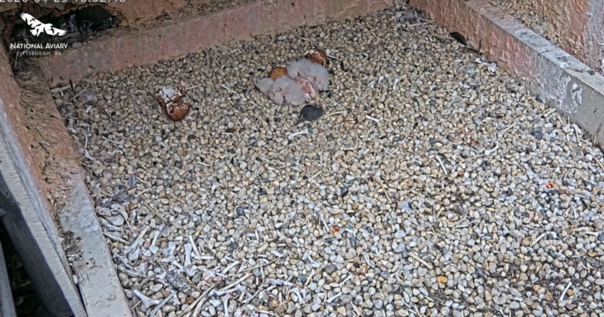3 peregrine falcon chicks hatch in Cathedral of Learning nest – WPXI