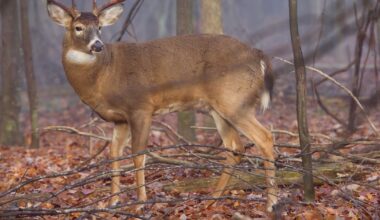 Pennsylvania Game Commission approves final 2026-27 hunting seasons – WPXI