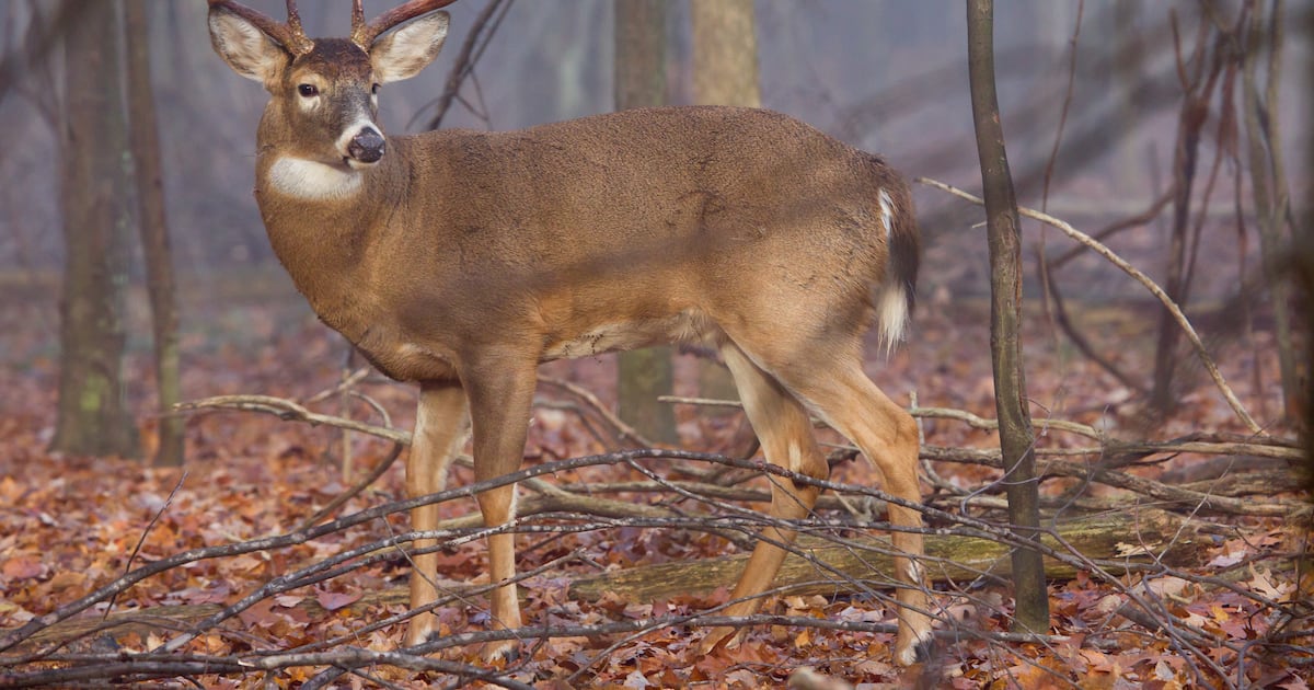 Pennsylvania Game Commission approves final 2026-27 hunting seasons – WPXI
