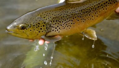 Pennsylvania trout season begins this weekend – WPXI
