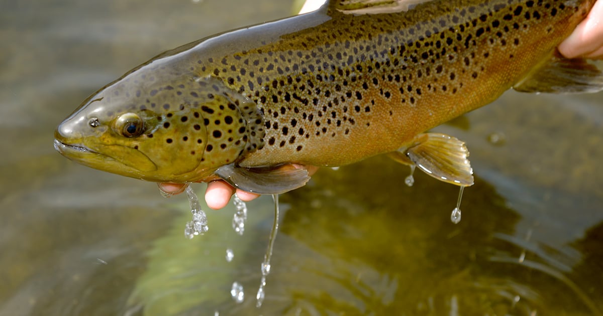 Pennsylvania trout season begins this weekend – WPXI