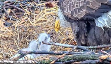2 eaglets hatch at nest in Western Pennsylvania – WPXI