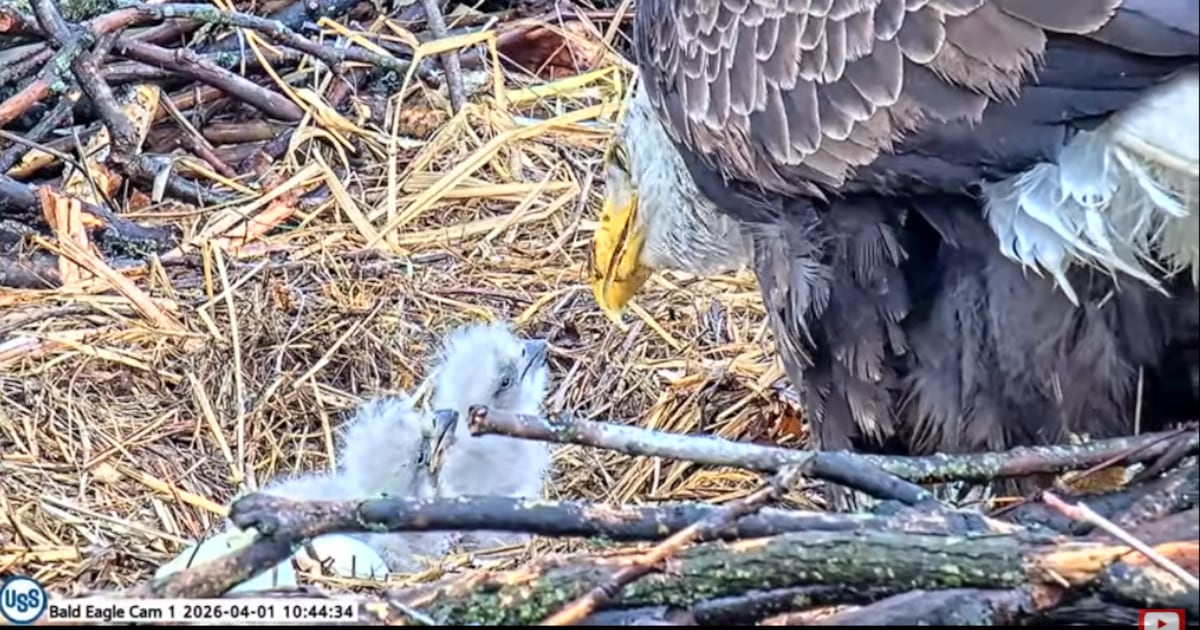 2 eaglets hatch at nest in Western Pennsylvania – WPXI