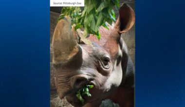Pittsburgh Zoo mourns loss of its last rhinoceros