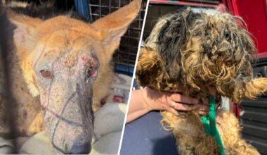 93 animals living in ‘deplorable conditions’ rescued from Pennsylvania home – NBC10 Philadelphia