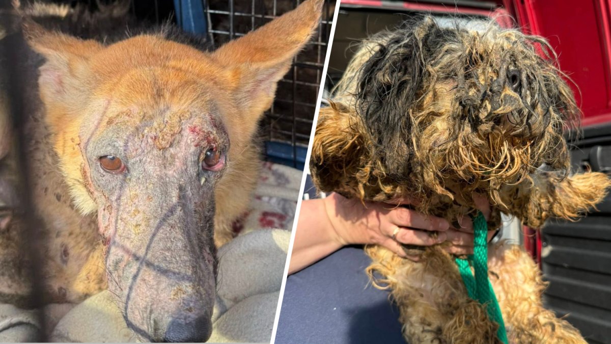 93 animals living in ‘deplorable conditions’ rescued from Pennsylvania home – NBC10 Philadelphia