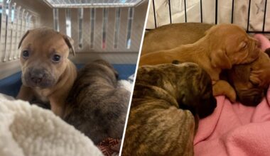 SPCA asks for help after puppies found abandoned in Center City – NBC10 Philadelphia