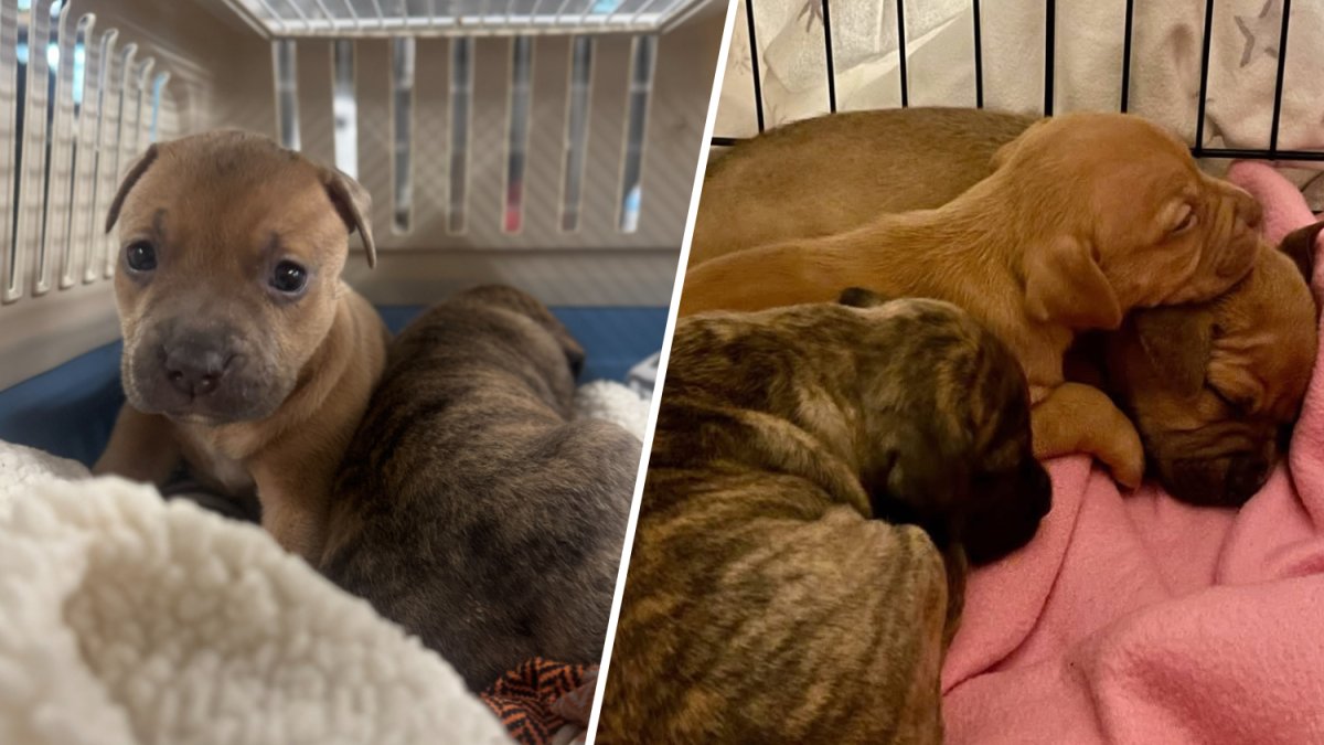 SPCA asks for help after puppies found abandoned in Center City – NBC10 Philadelphia