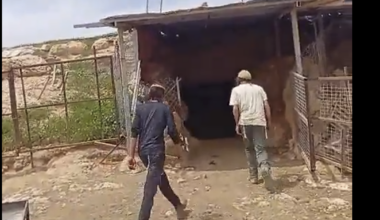 Settlers try to steal Palestinian-owned sheep in Hebron Hills as West Bank violence soars