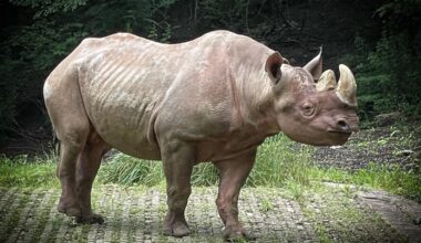 Jomo, the Pittsburgh Zoo's last remaining rhinoceros, dies at 30