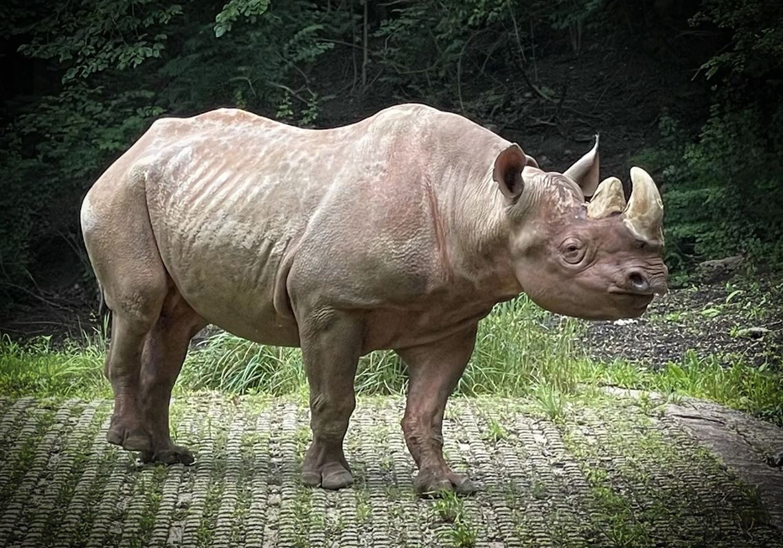 Jomo, the Pittsburgh Zoo's last remaining rhinoceros, dies at 30