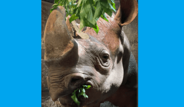 Last remaining rhino at Pittsburgh Zoo dies