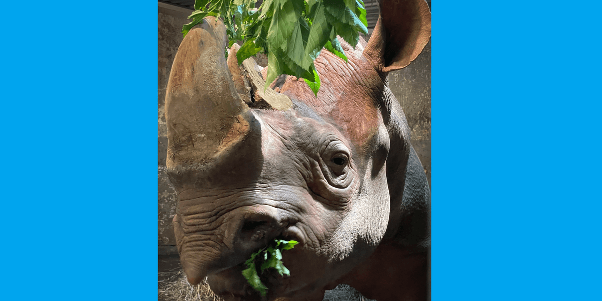 Last remaining rhino at Pittsburgh Zoo dies