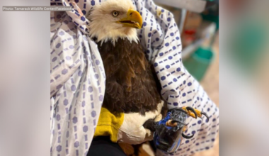 Bald eagle rescued in Slippery Rock returns to skies after months-long recovery