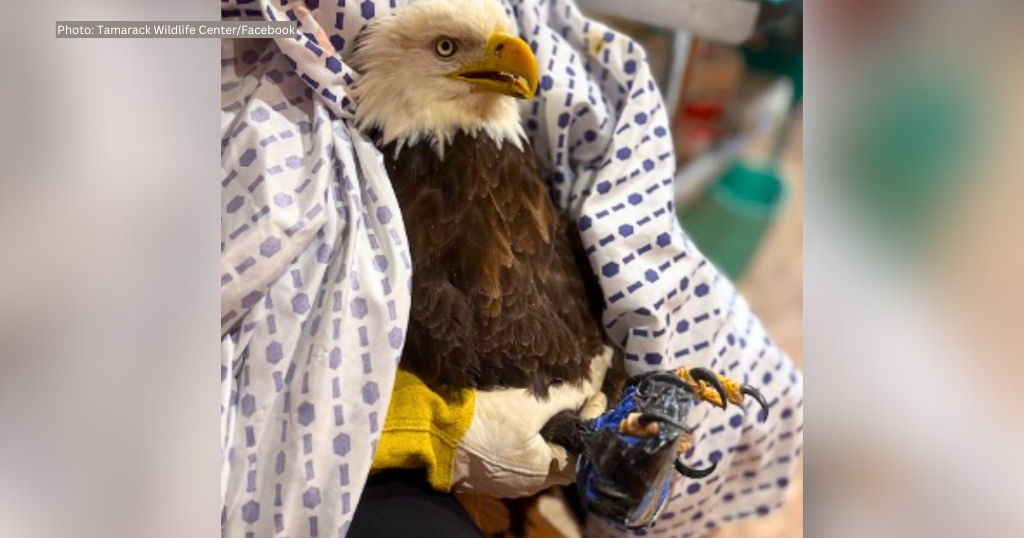 kdka-bald-eagle-rescue-slippery-rock.png