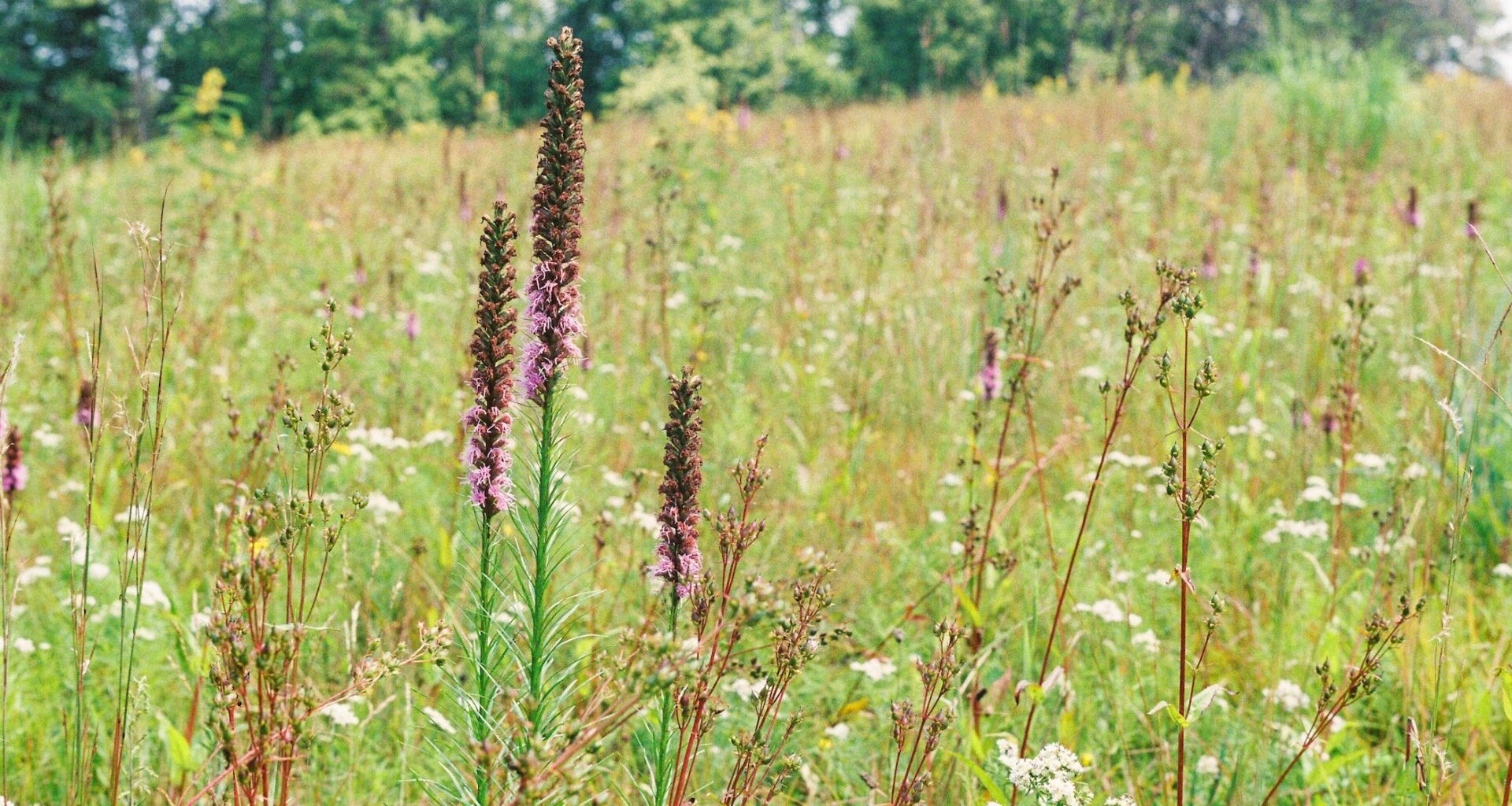 Pennsylvania offers free meadow seeds to homeowners
