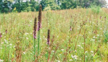 Pennsylvania offers free meadow seeds to homeowners