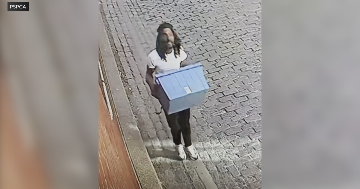 PSPCA releases video of person suspected of dumping puppies in Philadelphia, 6 animals still missing