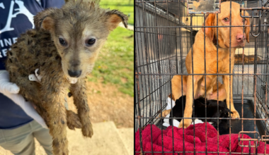Nearly 100 animals "living in filth" rescued from home in Lancaster County, Pennsylvania