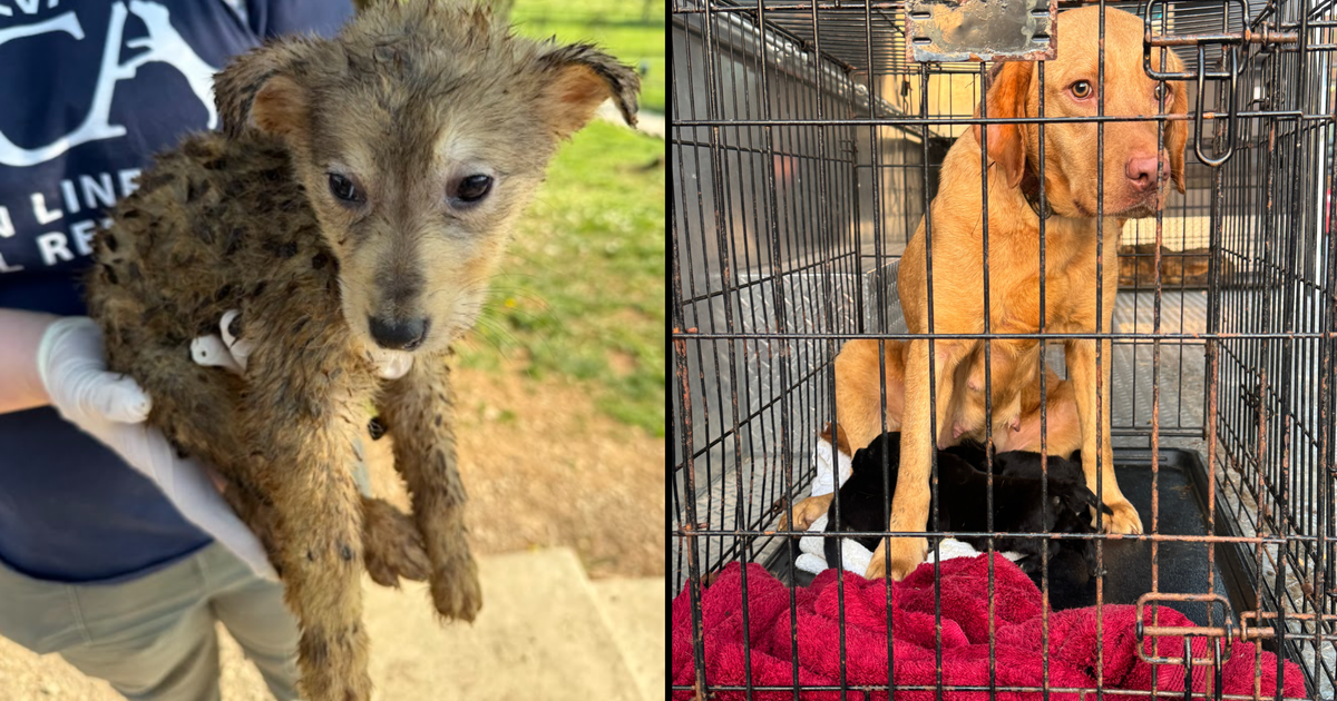 Nearly 100 animals "living in filth" rescued from home in Lancaster County, Pennsylvania