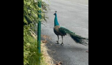 Peacock on the loose in Montgomery County – NBC10 Philadelphia
