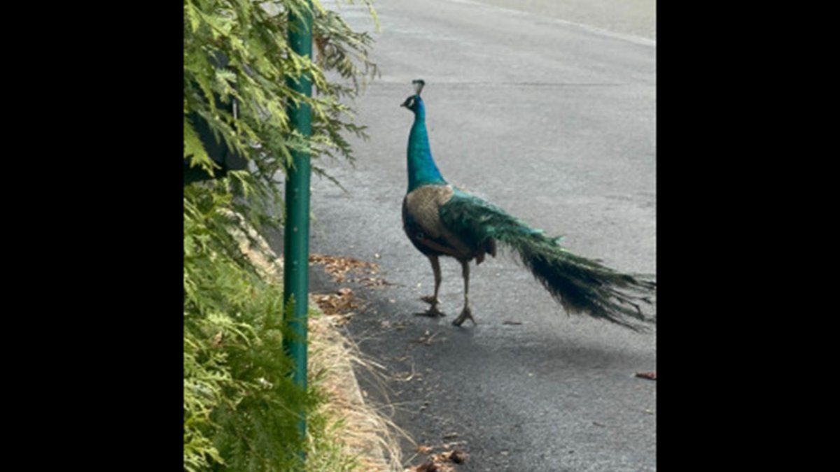 Peacock on the loose in Montgomery County – NBC10 Philadelphia