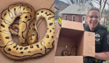 Uber driver finds python left behind by passengers who attended Philadelphia reptile show
