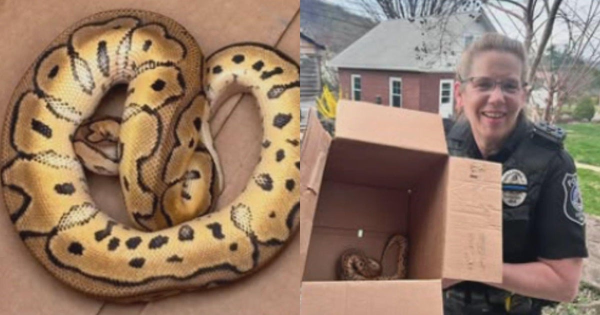 Uber driver finds python left behind by passengers who attended Philadelphia reptile show