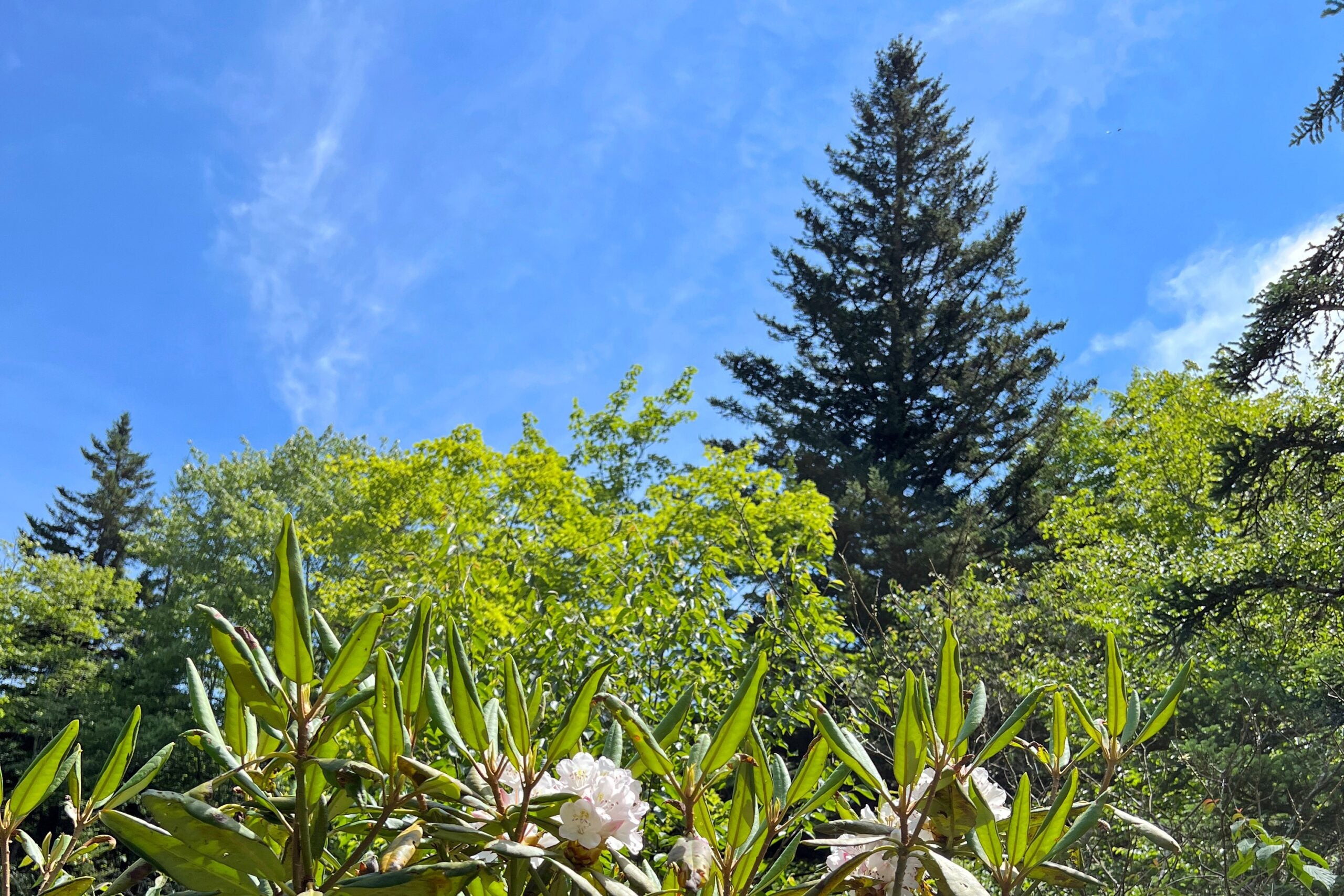 a red spruce tree