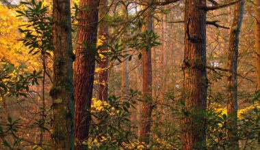 Protecting Pennsylvania’s Appalachian Forests | TNC