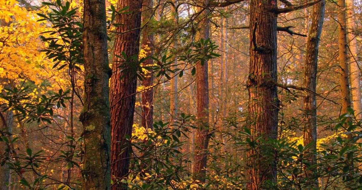 Protecting Pennsylvania’s Appalachian Forests | TNC