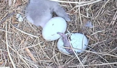 Video shows eaglet hatching at Pittsburgh-area nest