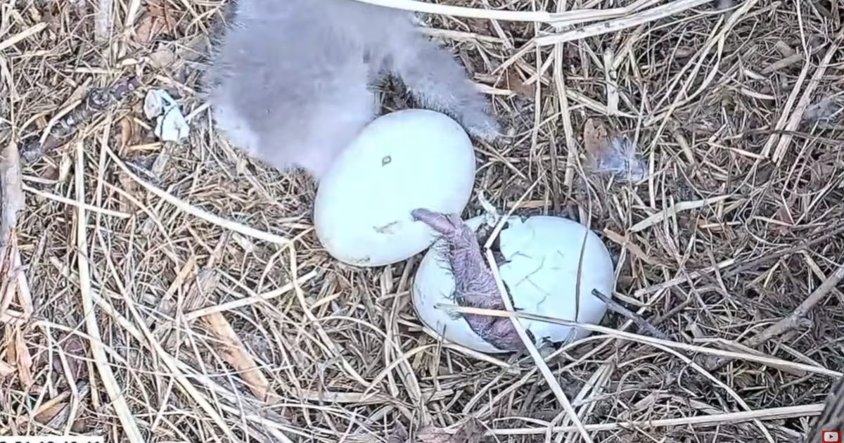 Video shows eaglet hatching at Pittsburgh-area nest