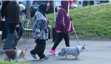 Pittsburgh canine wellness fair helps dogs stay healthy