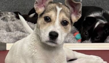 Discover How to Adopt a Dog Pittsburgh NFL Draft